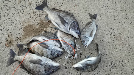 どうやっても50cm超えない(ToT)