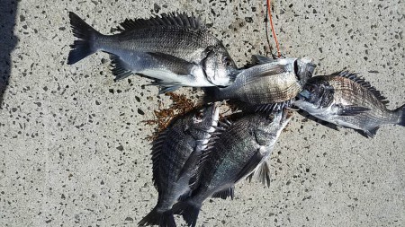 どうやっても45cm超えない(´；ω；｀)