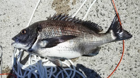 歳無しにあと２cm足らない(ToT)