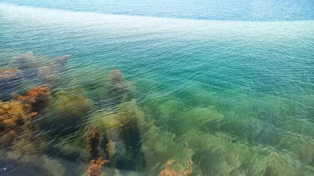 海藻の森。この向こうで掛かるんだけどさぁ、、、