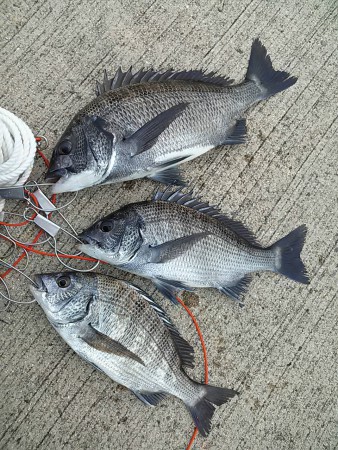 どうやっても歳無しにあと1歩でして、、、