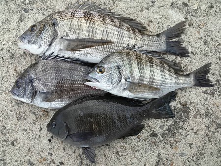 グレの32cmで満足。と、、、