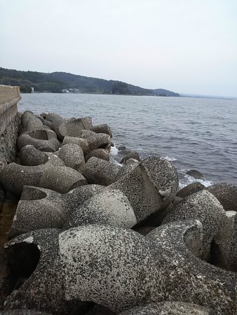 あまり見かけない型のテトラですね