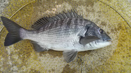 何だか久々の45UPやわぁ。