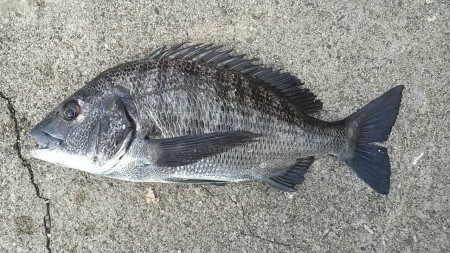 続いてすぐの45UPやけど、、、お～ぃ！50っ！どこやぁ！